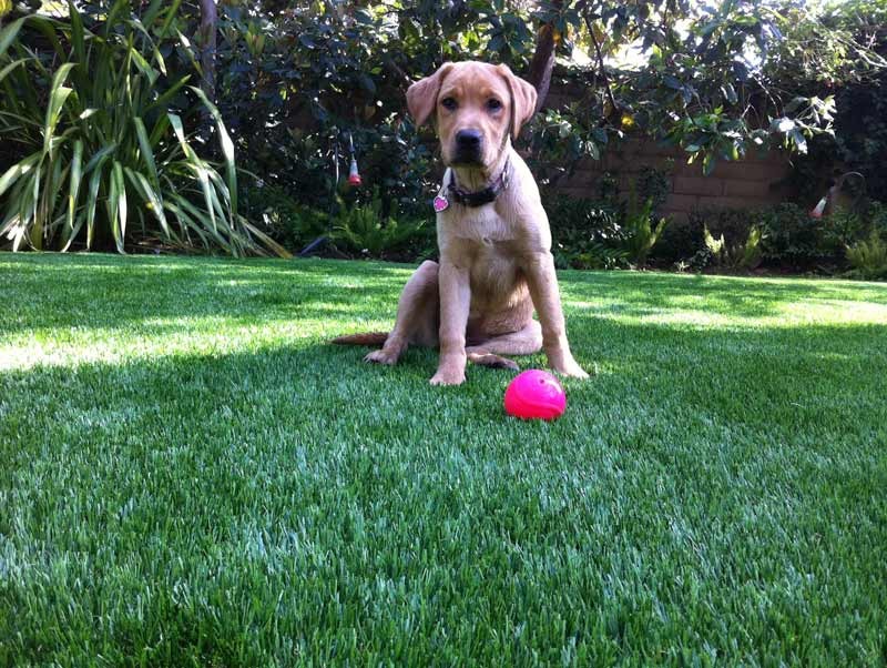 is artificial grass toxic to dogs