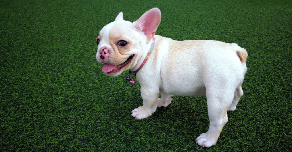 A happy puppy stands on artificial grass for pets.