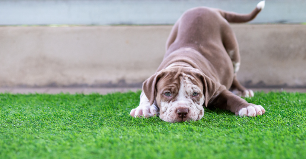 Dog Artificial grass sniffing