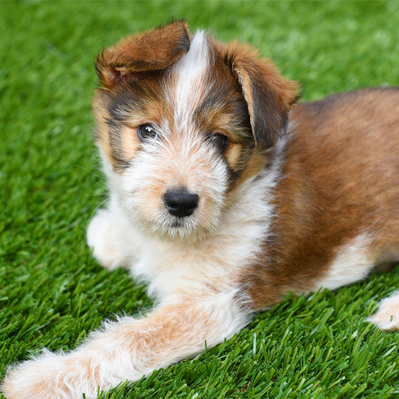 Australian Shepard puppy on artificial turf