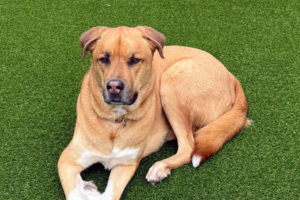 Installing Pet Turf: What Texas and Florida Dog Owners Need to Know