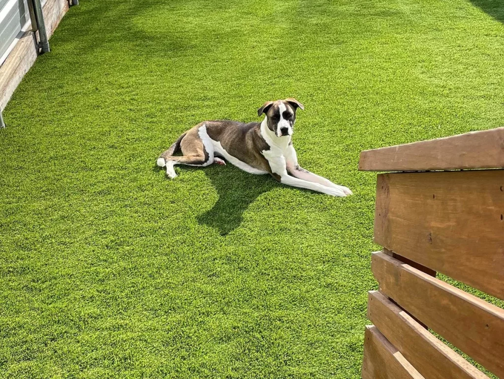 Artificial Turf for Pets