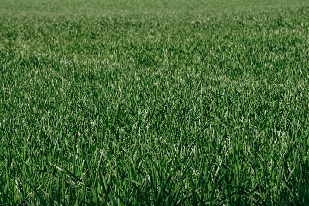 Natural Grass vs Artificial Turf