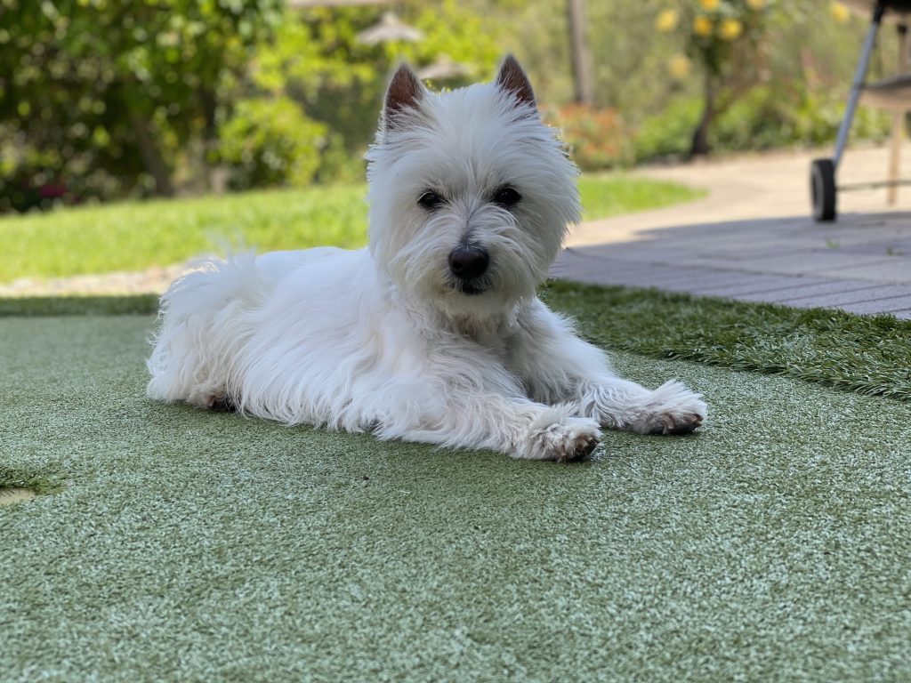 Pet-friendly artificial grass