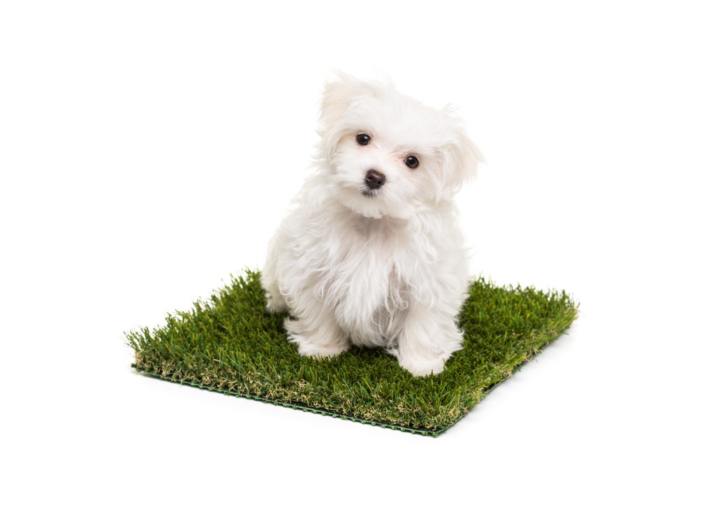 Artificial grass section for dogs