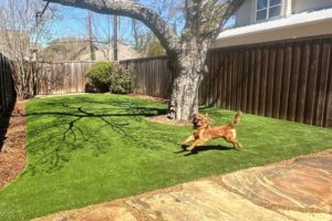 How to Train a Dog to Use Artificial Grass (Step-by-Step Guide for Texas and Florida)