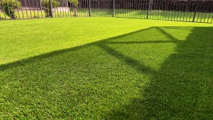 Creating a Safe Haven for Dogs with Artificial Grass