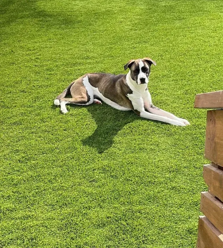 A Synthetic Lawn Just Makes Sense