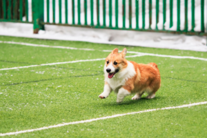 Dog Runs With Artificial Turf: Complete Planning and Installation Guide