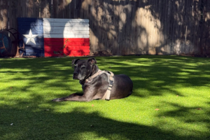 Fake Grass for Dogs: How to Choose, Install, and Maintain Pet Turf in Texas and Florida (2026)
