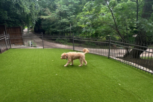 Complete Guide to Dog Turf: What Texas Pet Owners Need to Know (2026)