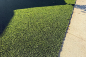 What Is Fake Grass Called? (12 Names for the Same Product + What Really Matters)