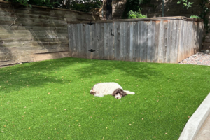 Artificial Grass for Dogs: What Every Pet Owner Needs to Know (Complete Guide)
