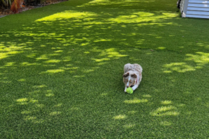 The Best Artificial Turf for Dogs: What Makes Our Pet Turf Different